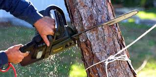  Waverly, VA Tree Care Services Pros