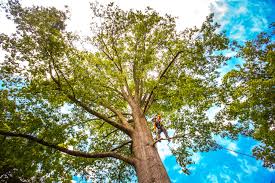 Best Arborist Consultation Services  in Waverly, VA