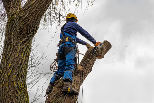 Best Tree Risk Assessment  in Waverly, VA