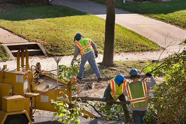 Best Tree Cabling and Bracing  in Waverly, VA