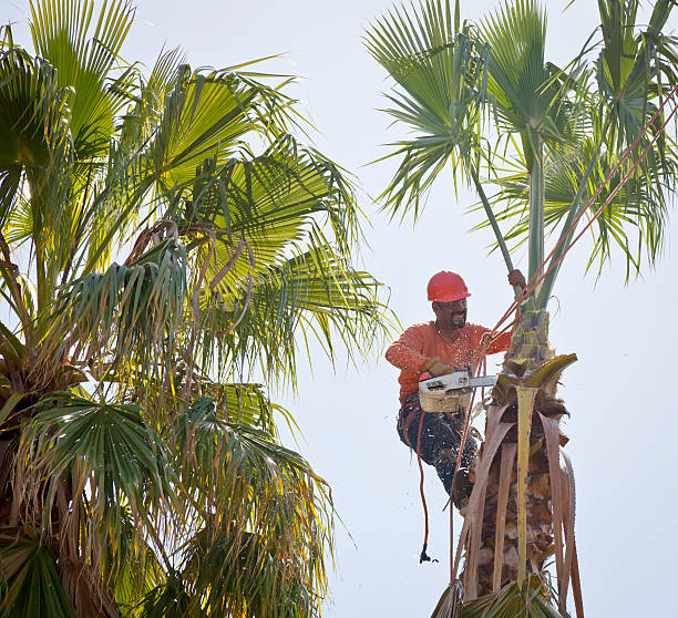 How Our Tree Care Process Works  in  Waverly, VA