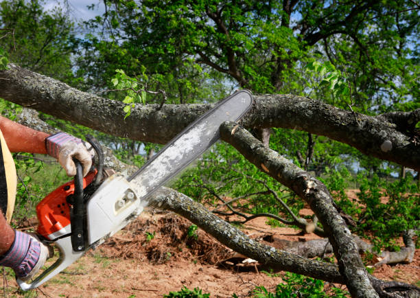 Waverly, VA Tree Care Services Company